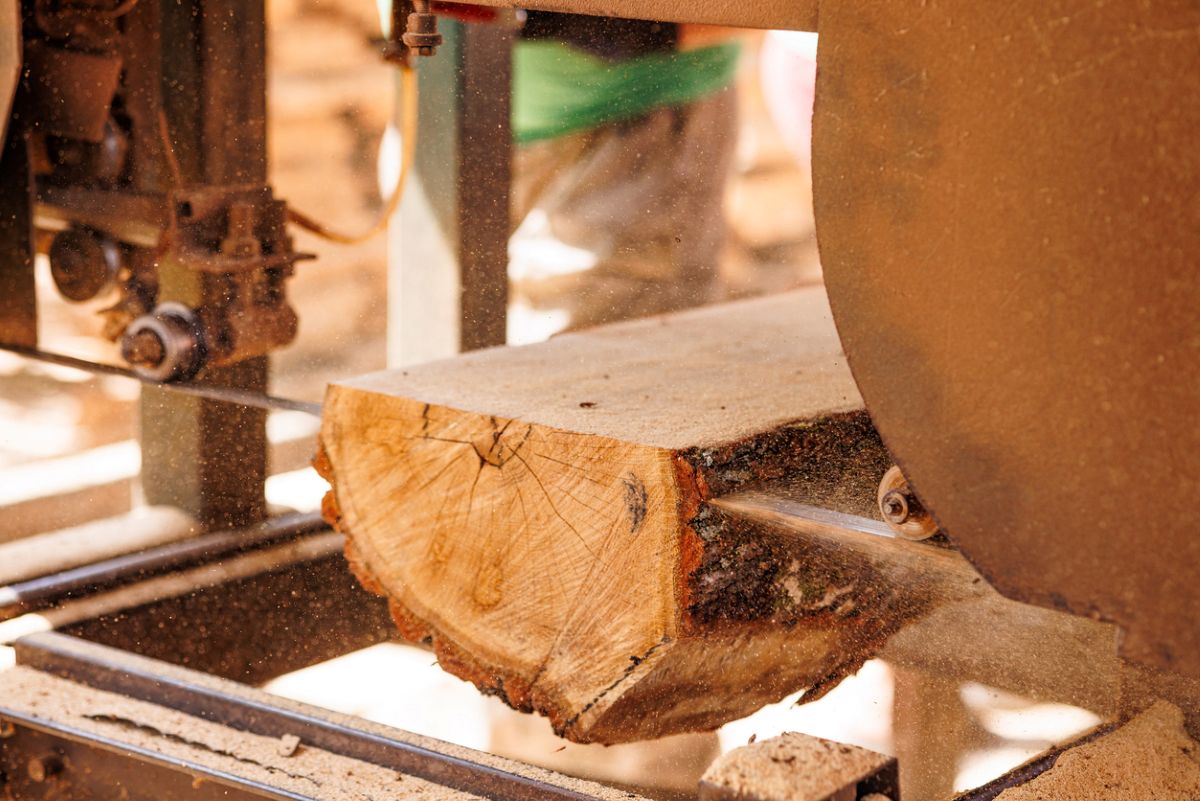 Saw cutting planks from harvested tree in the milling process