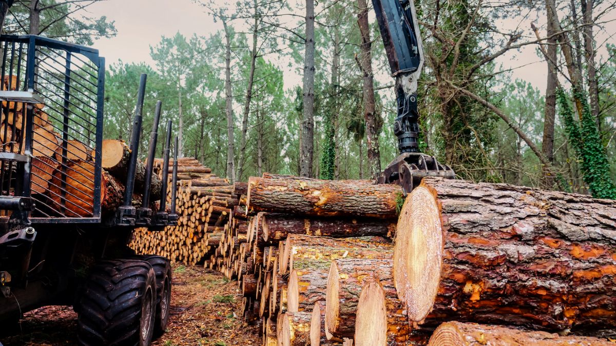 Harvested trees showing how wood flooring is made